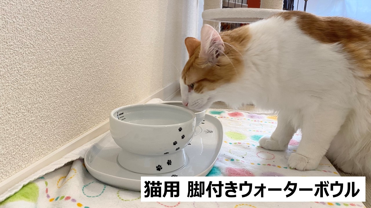 迷ったらこれ！猫用水飲み容器【猫壱 ウォーターボウル】 | ノル猫のマロ